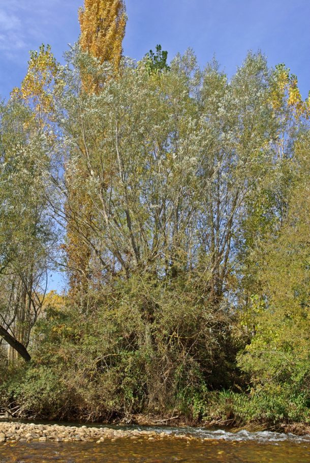 El milagro del sauce blanco