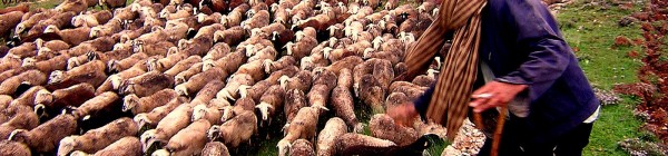Caminos de trashumancia. Las migas de los pastores durante el invierno