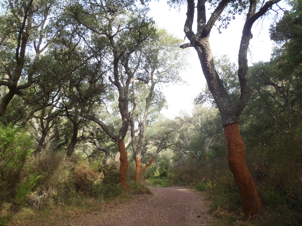 Bosque de Alcornoques. Autor, Bernardí