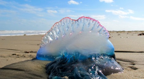 Entre medusas, o con toda la playa llena, por qué tuvo que picarme a mi
