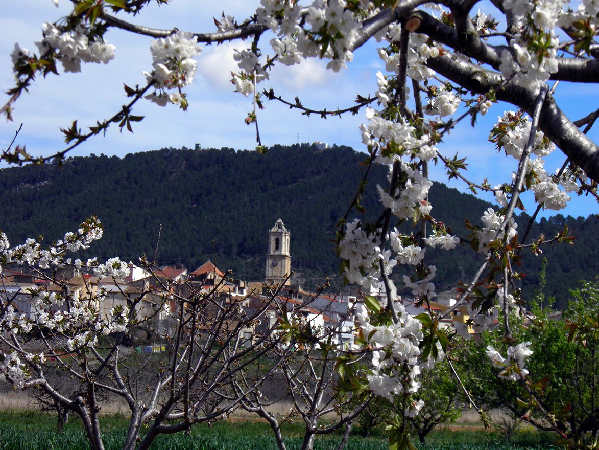 Cerezos en flor con La Salzadella de fondo. Autor, Ayuntamiento de La Salzadella