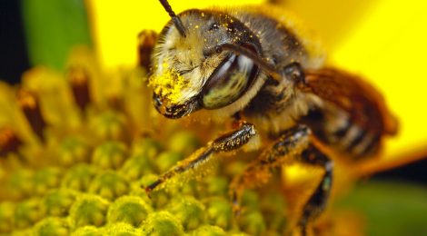 abeja apicultura Castellón naturaleza
