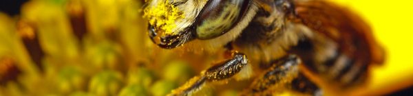 abeja apicultura Castellón naturaleza