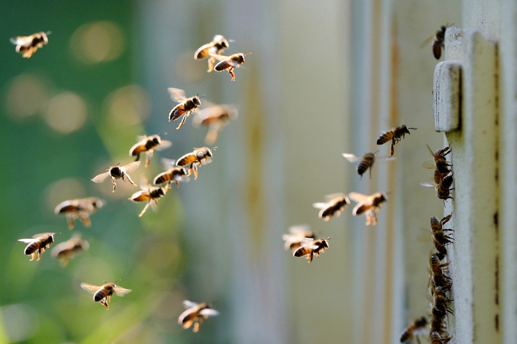 abejas apicultura panal miel jalea