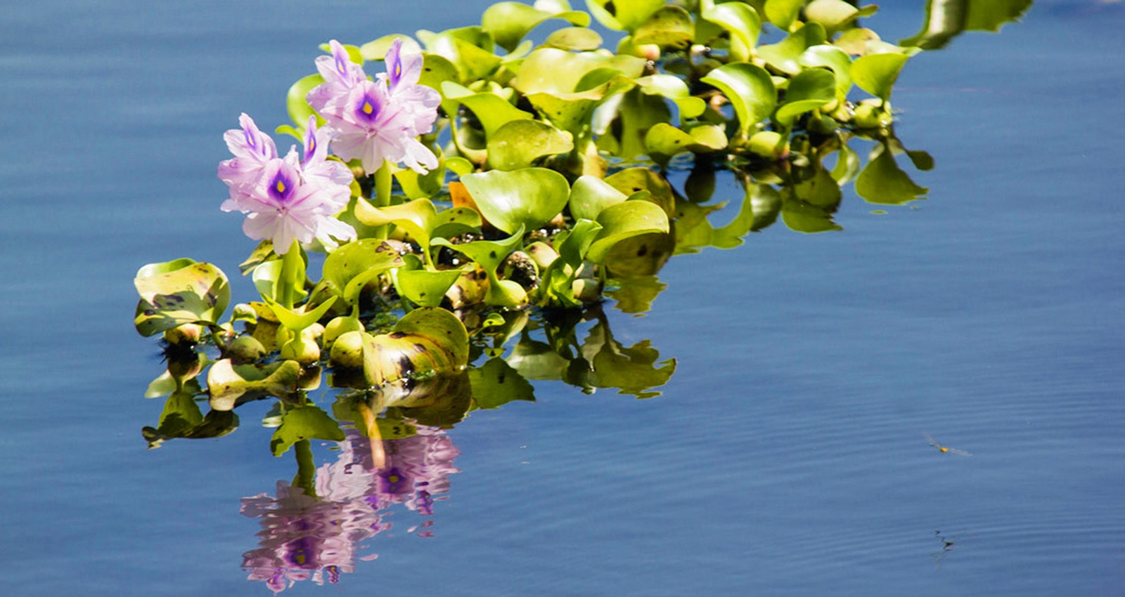 jacinto de agua Castellón especie invasora