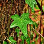 LA BELLA Y LONGEVA HIEDRA (Hedera helix)