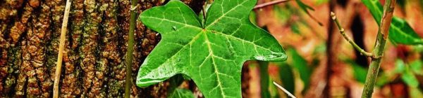 LA BELLA Y LONGEVA HIEDRA (Hedera helix)