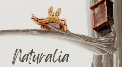 ¿LOS MURCIÉLAGOS TE DAN MIEDO O TE FASCINAN?